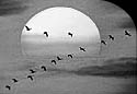 Image of ducks flying in V