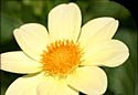 Image of flower