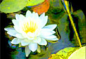Image of flower